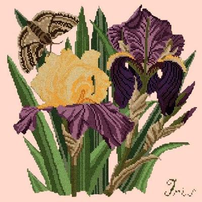 Iris Needlepoint Kit Kits Elizabeth Bradley Design Salmon Pink 
