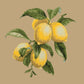 Lemons Needlepoint Kit Kits Elizabeth Bradley Design Sand 