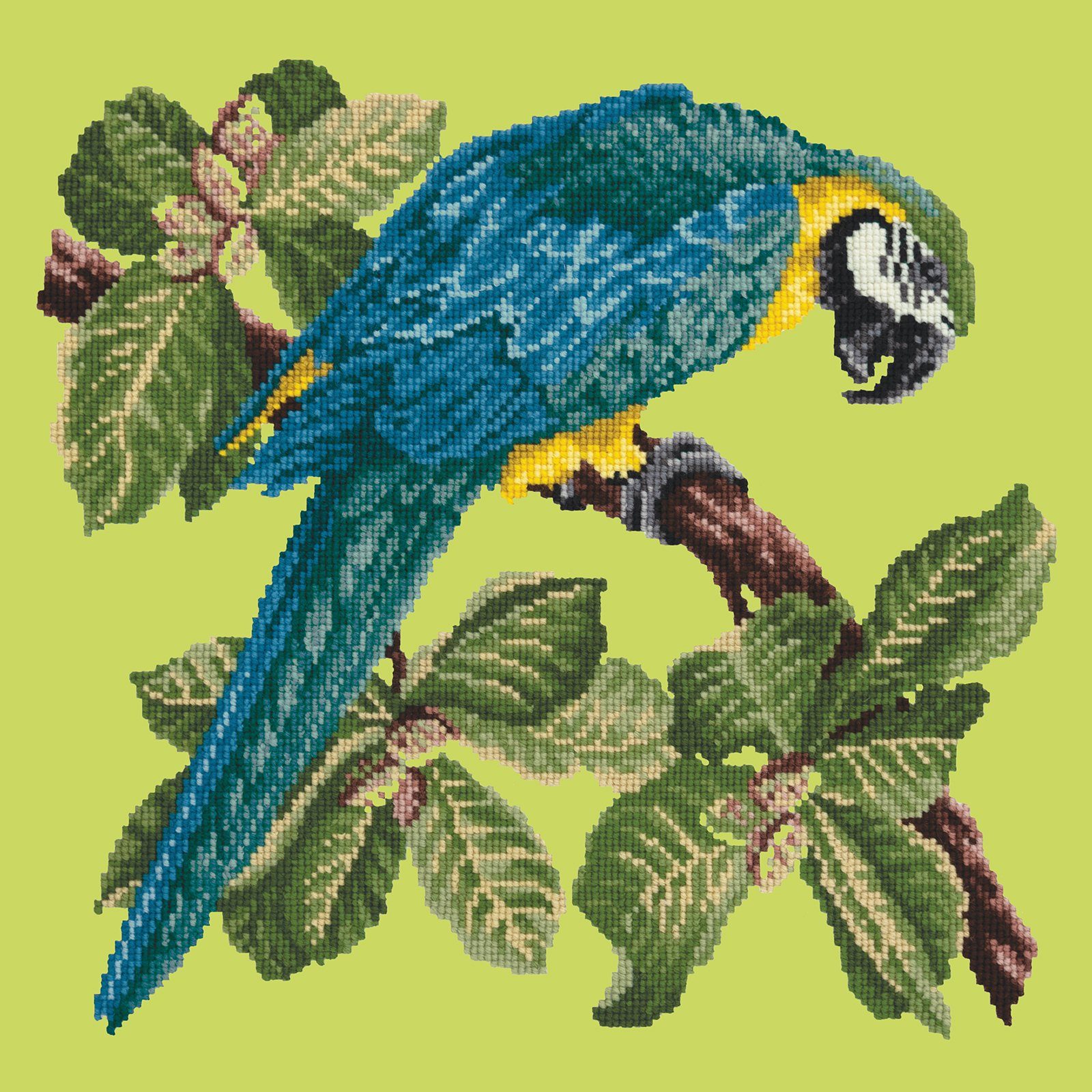 Macaw Needlepoint Kit Kits Elizabeth Bradley Design 
