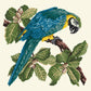 Macaw Needlepoint Kit Kits Elizabeth Bradley Design 