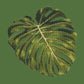 Monstera Leaf Needlepoint Kit Kits Elizabeth Bradley Design Dark Green 