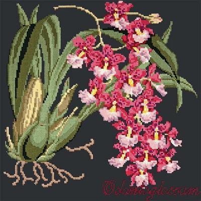Odontoglossum Needlepoint Kit Kits Elizabeth Bradley Design Black 
