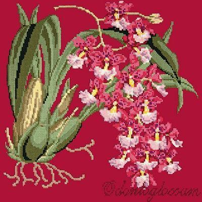 Odontoglossum Needlepoint Kit Kits Elizabeth Bradley Design Bright Red 

