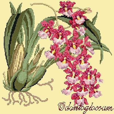 Odontoglossum Needlepoint Kit Kits Elizabeth Bradley Design Butter Yellow 