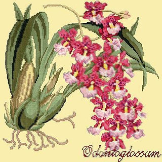 Odontoglossum Needlepoint Kit Kits Elizabeth Bradley Design Butter Yellow 
