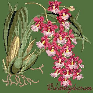 Odontoglossum Needlepoint Kit Kits Elizabeth Bradley Design Dark Green 
