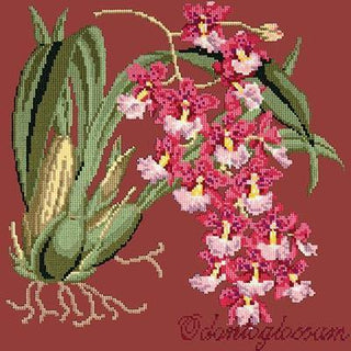 Odontoglossum Needlepoint Kit Kits Elizabeth Bradley Design Dark Red 
