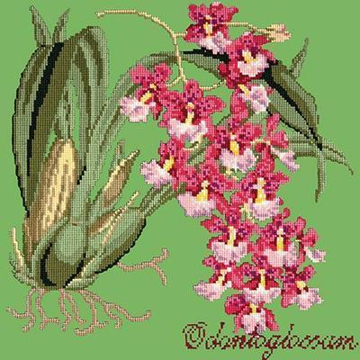 Odontoglossum Needlepoint Kit Kits Elizabeth Bradley Design Grass Green 
