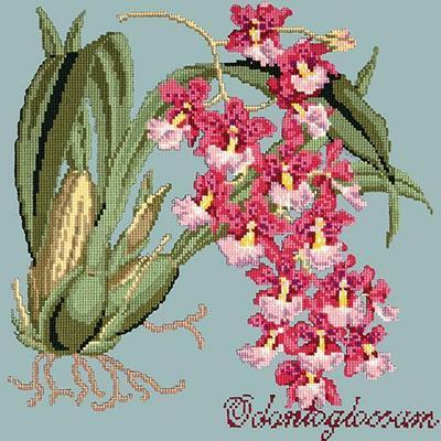 Odontoglossum Needlepoint Kit Kits Elizabeth Bradley Design Pale Blue 
