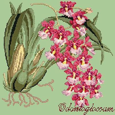 Odontoglossum Needlepoint Kit Kits Elizabeth Bradley Design Pale Green 
