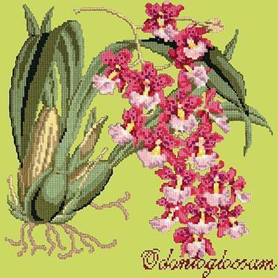 Odontoglossum Needlepoint Kit Kits Elizabeth Bradley Design Pale Lime 