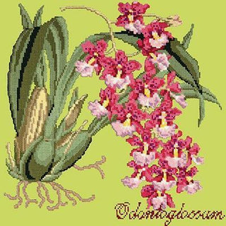 Odontoglossum Needlepoint Kit Kits Elizabeth Bradley Design Pale Lime 
