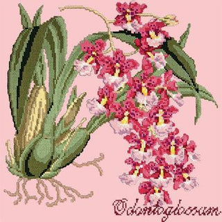 Odontoglossum Needlepoint Kit Kits Elizabeth Bradley Design Pale Rose 
