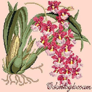 Odontoglossum Needlepoint Kit Kits Elizabeth Bradley Design Salmon Pink 
