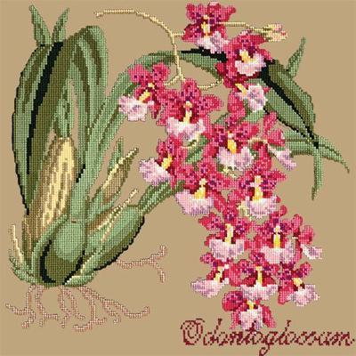 Odontoglossum Needlepoint Kit Kits Elizabeth Bradley Design Sand 
