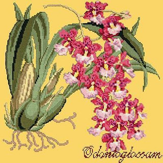 Odontoglossum Needlepoint Kit Kits Elizabeth Bradley Design Sunflower Yellow 
