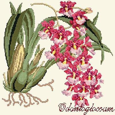 Odontoglossum Needlepoint Kit Kits Elizabeth Bradley Design Winter White 