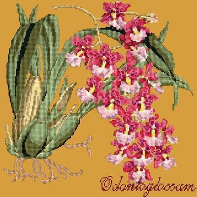 Odontoglossum Needlepoint Kit Kits Elizabeth Bradley Design Yellow 