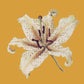 Oriental Lily Needlepoint Kit Kits Elizabeth Bradley Design Yellow 