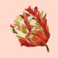 Parrot Tulip Needlepoint Kit Kits Elizabeth Bradley Design Salmon Pink 
