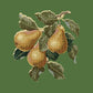 Pears Needlepoint Kit Kits Elizabeth Bradley Design Dark Green 