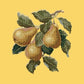 Pears Needlepoint Kit Kits Elizabeth Bradley Design Sunflower Yellow 