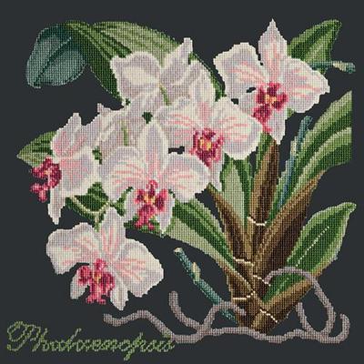 Phalaenopsis Needlepoint Kit Kits Elizabeth Bradley Design Black 