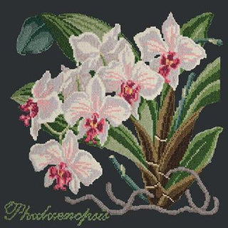 Phalaenopsis Needlepoint Kit Kits Elizabeth Bradley Design Black 
