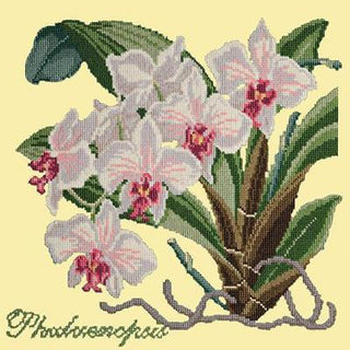 Phalaenopsis Needlepoint Kit Kits Elizabeth Bradley Design Butter Yellow 
