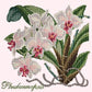 Phalaenopsis Needlepoint Kit Kits Elizabeth Bradley Design Cream 
