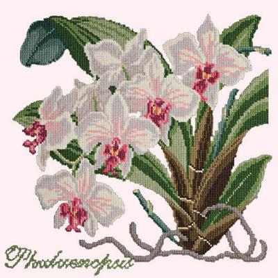 Phalaenopsis Needlepoint Kit Kits Elizabeth Bradley Design Cream 
