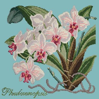 Phalaenopsis Needlepoint Kit Kits Elizabeth Bradley Design Duck Egg Blue 
