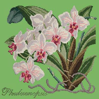 Phalaenopsis Needlepoint Kit Kits Elizabeth Bradley Design Grass Green 
