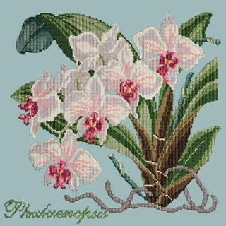 Phalaenopsis Needlepoint Kit Kits Elizabeth Bradley Design Pale Blue 

