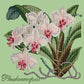 Phalaenopsis Needlepoint Kit Kits Elizabeth Bradley Design Pale Green 