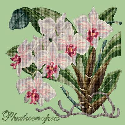 Phalaenopsis Needlepoint Kit Kits Elizabeth Bradley Design Pale Green 
