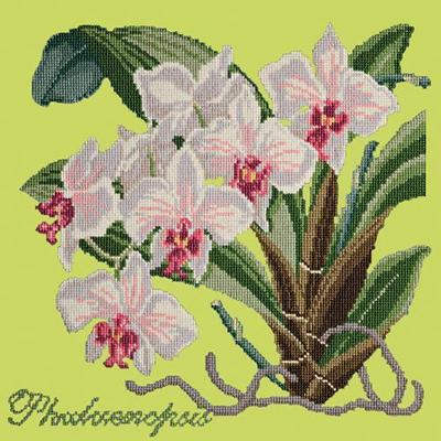 Phalaenopsis Needlepoint Kit Kits Elizabeth Bradley Design Pale Lime 