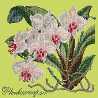 Phalaenopsis Needlepoint Kit Kits Elizabeth Bradley Design Pale Lime 
