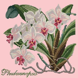 Phalaenopsis Needlepoint Kit Kits Elizabeth Bradley Design Pale Rose 
