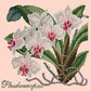 Phalaenopsis Needlepoint Kit Kits Elizabeth Bradley Design Salmon Pink 