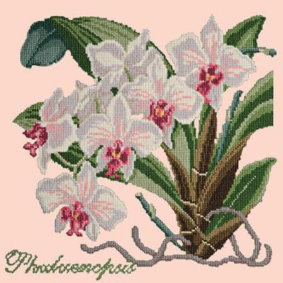 Phalaenopsis Needlepoint Kit Kits Elizabeth Bradley Design Salmon Pink 
