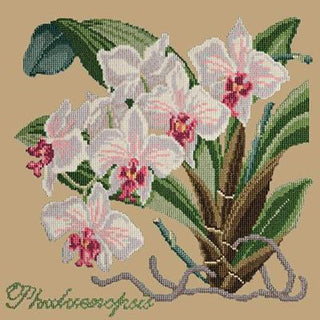 Phalaenopsis Needlepoint Kit Kits Elizabeth Bradley Design Sand 
