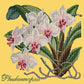 Phalaenopsis Needlepoint Kit Kits Elizabeth Bradley Design Sunflower Yellow 