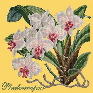 Phalaenopsis Needlepoint Kit Kits Elizabeth Bradley Design Sunflower Yellow 
