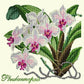 Phalaenopsis Needlepoint Kit Kits Elizabeth Bradley Design Winter White 