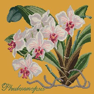 Phalaenopsis Needlepoint Kit Kits Elizabeth Bradley Design Yellow 

