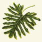 Philodendron Leaf Needlepoint Kit Kits Elizabeth Bradley Design 