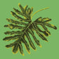 Philodendron Leaf Needlepoint Kit Kits Elizabeth Bradley Design Grass Green 
