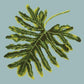 Philodendron Leaf Needlepoint Kit Kits Elizabeth Bradley Design Pale Blue 