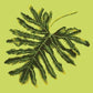 Philodendron Leaf Needlepoint Kit Kits Elizabeth Bradley Design Pale Lime 